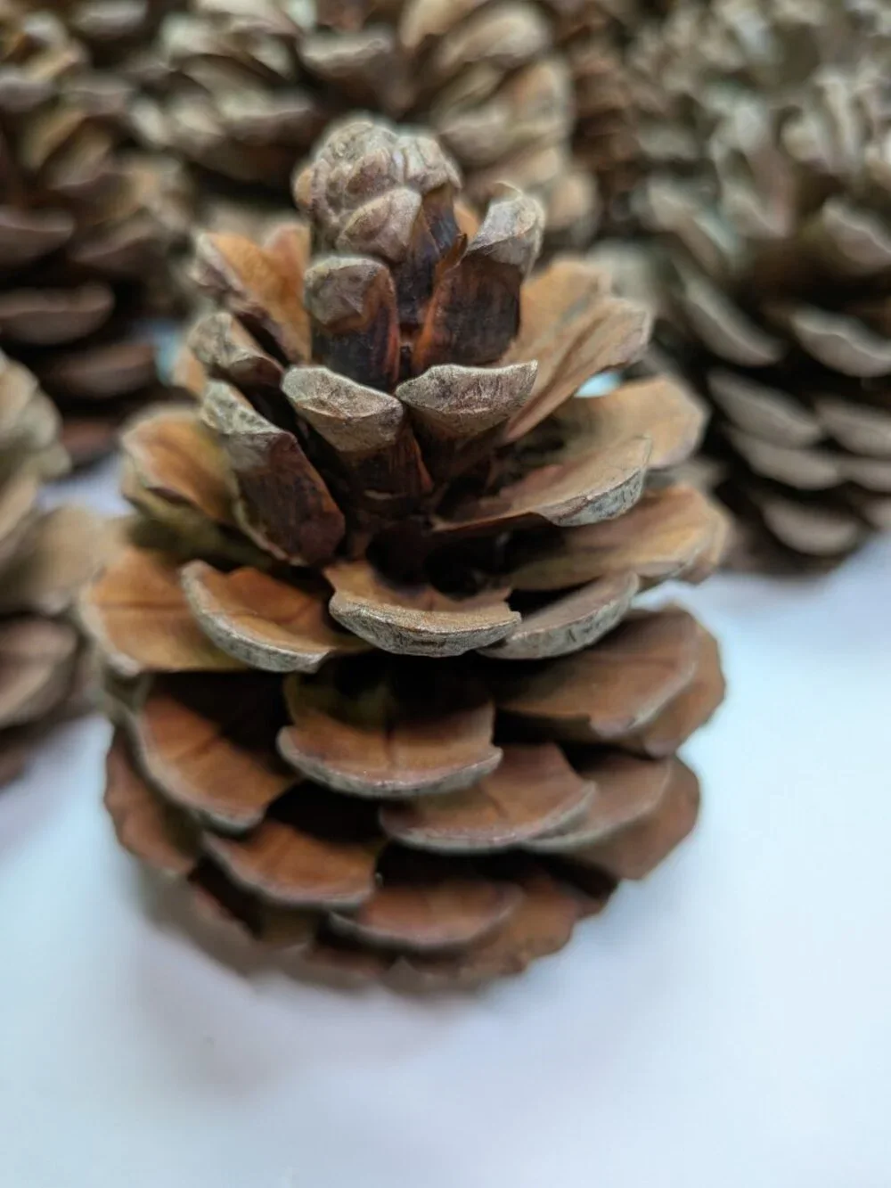 40 Extra Thick Natural Real Pinecones 3